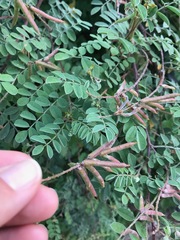 Indigofera fruticosa