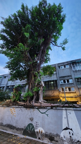 Ficus microcarpa