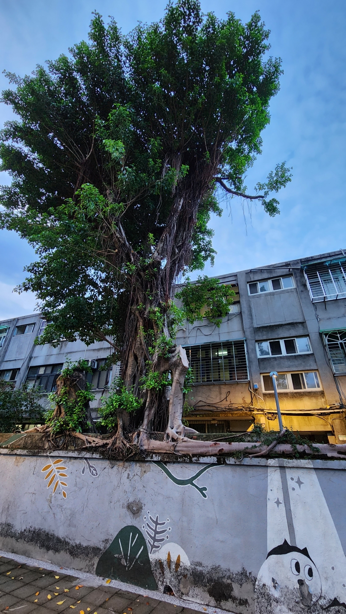 Ficus microcarpa