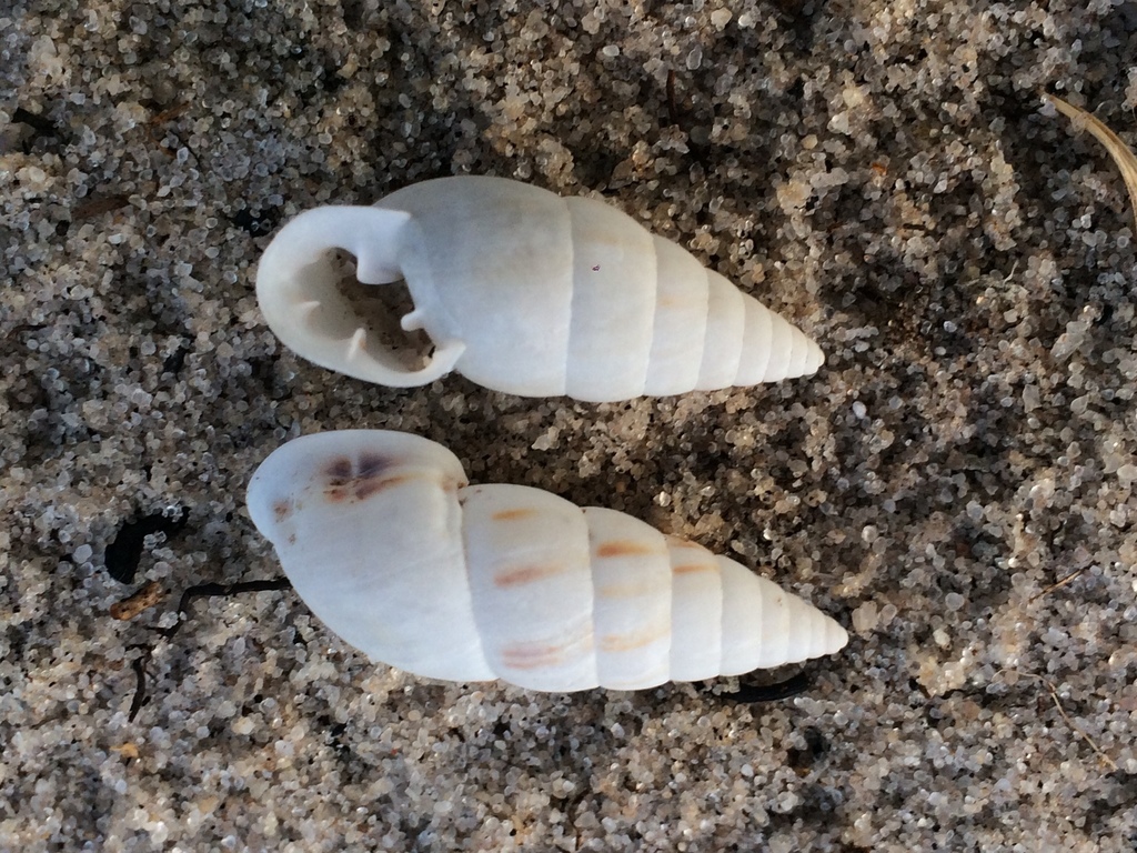 Cyclodontina inflata