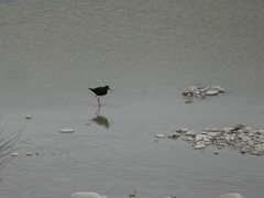 Himantopus novaezelandiae