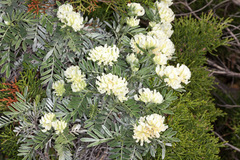 Anthyllis barba-jovis