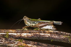 Scaria hamata