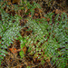 Asplenium lobatum pseudoabyssinicum - Photo (c) Bart Wursten, alguns direitos reservados (CC BY-NC), uploaded by Bart Wursten