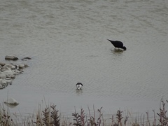 Himantopus novaezelandiae