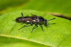 Pseudomops albostriatus