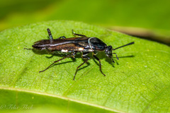 Pseudomops albostriatus