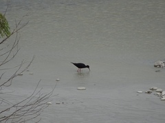 Himantopus novaezelandiae