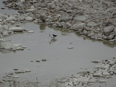 Himantopus novaezelandiae