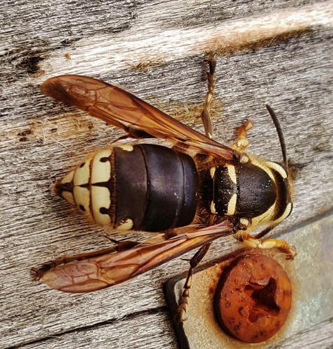 Bald-faced Hornet, photo 5 of 10