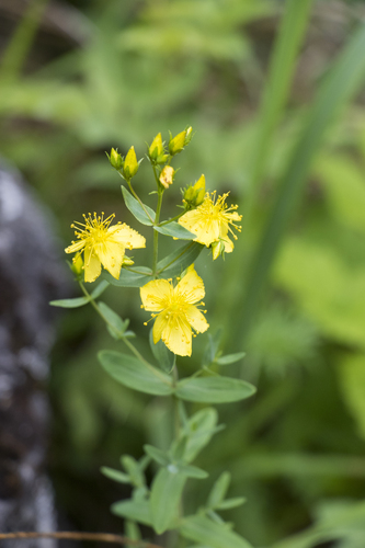 Hypericum elegans (Hypericum elegans)