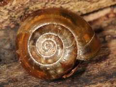 Limacoidei