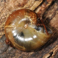 Limacoidei