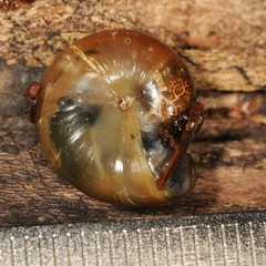 Limacoidei