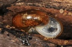 Limacoidei