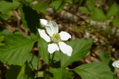 Rubus
