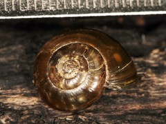 Limacoidei