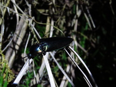 Campsosternus auratus