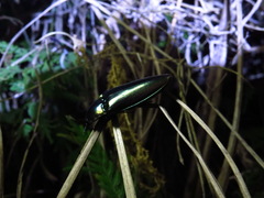 Campsosternus auratus