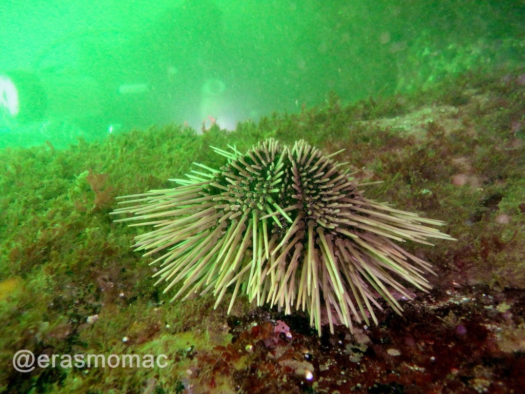 Arbacia spatuligera