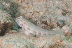 Gnatholepis cauerensis