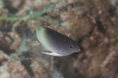 Chrysiptera rollandi