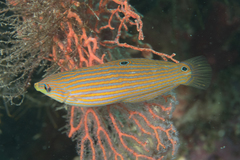 Halichoeres melanurus