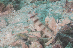 Amblyeleotris steinitzi