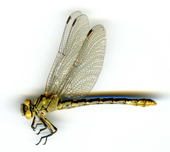 Ophiogomphus morrisoni