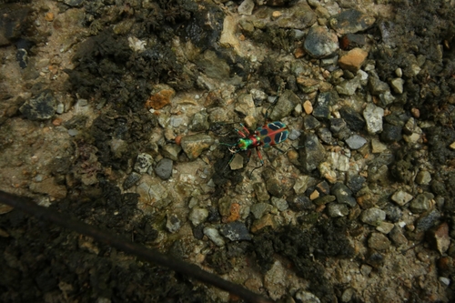 East Asian Tiger Beetle