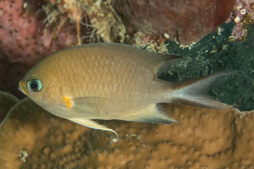 Ambon chromis (Chromis amboinensis) — Pomacentridae — 4