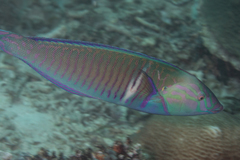 Hologymnosus doliatus