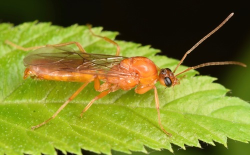 Pale Field Ant photo 3