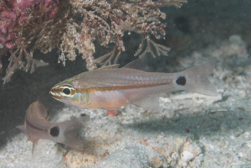 Ostorhinchus ocellicaudus observed 2016-02-01