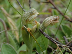 Pterostylis tanypoda