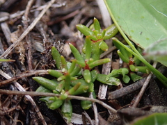 Stackhousia minima