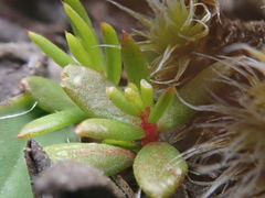 Stackhousia minima