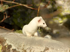 Mustela