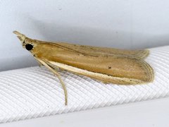 Pima albiplagiatella