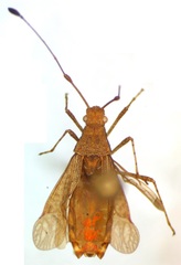 Hydarinae