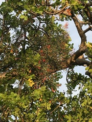 Psittacanthus sonorae