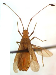 Hydarinae