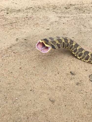 Eastern Hognose Snake photographed in Colorado