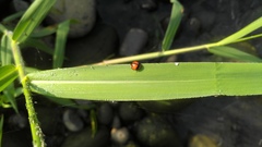 Coelophora biplagiata