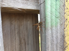 Polistes humilis synoecus