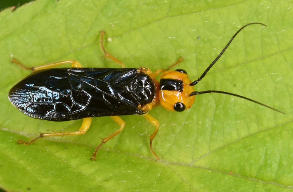 Web-spinning Sawflies