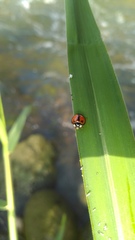Coelophora biplagiata