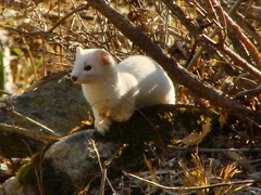 Mustela