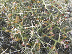 Menodora spinescens mohavensis
