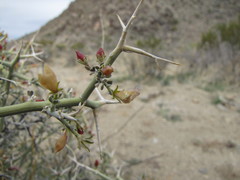 Menodora spinescens mohavensis